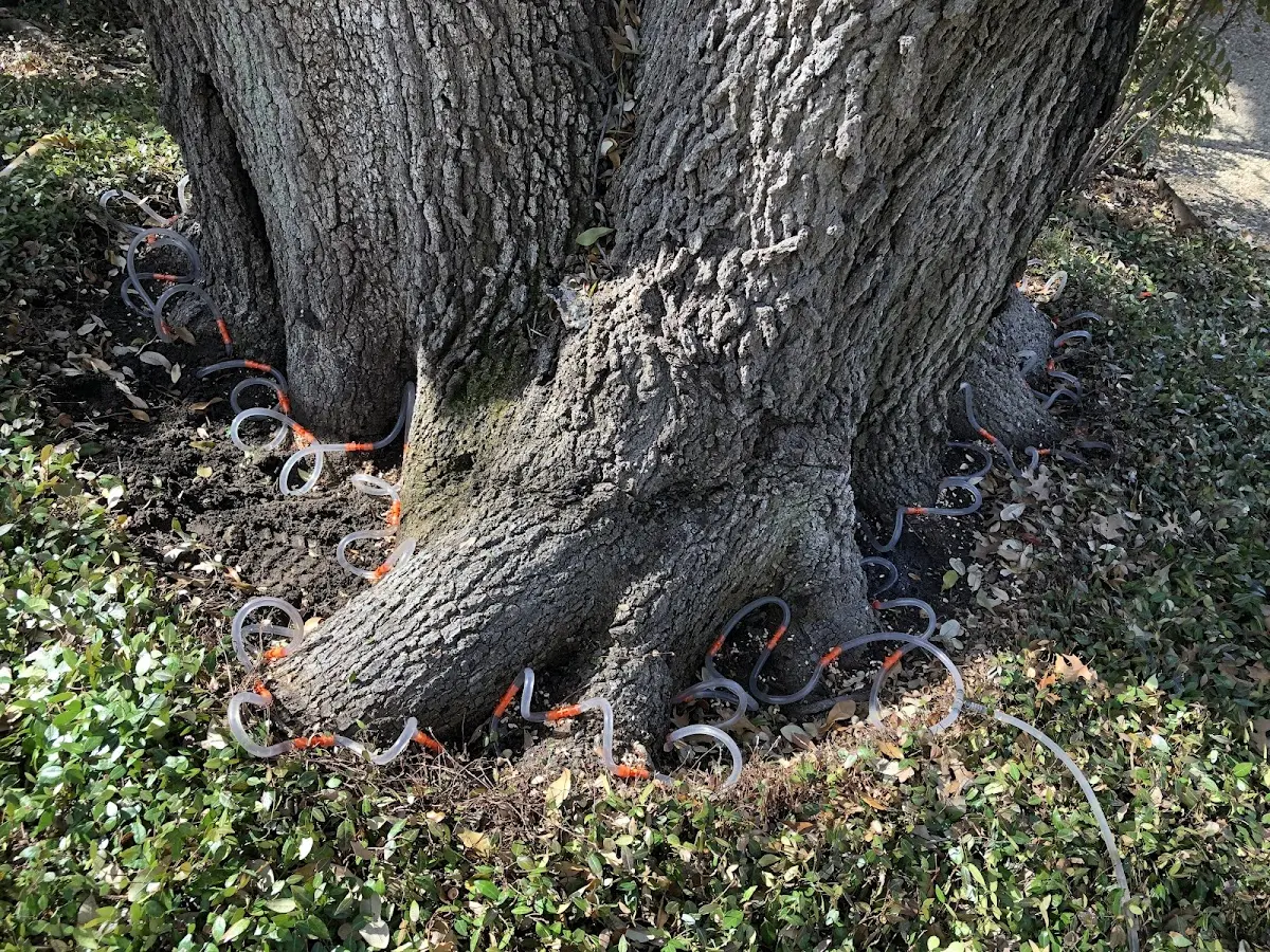 Detailed Tree Cabling and Bracing job site in Crawford